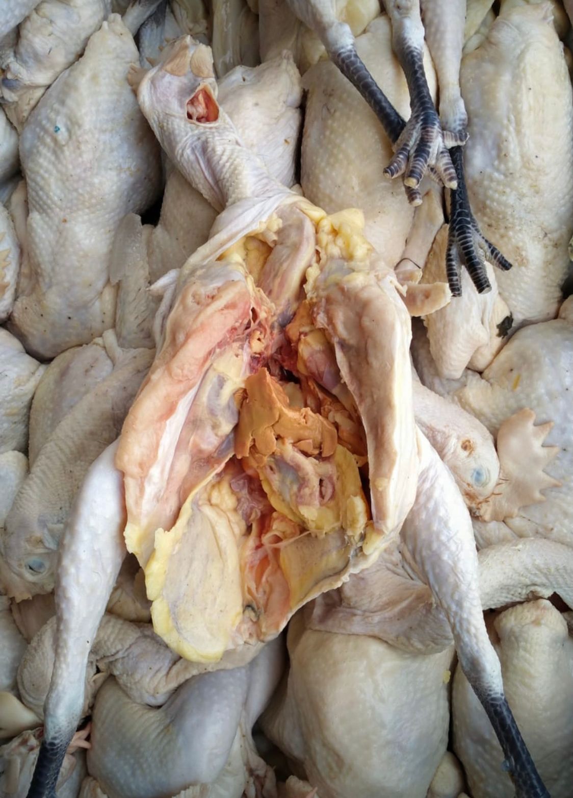AYAM KAMPUNG UKURAN A